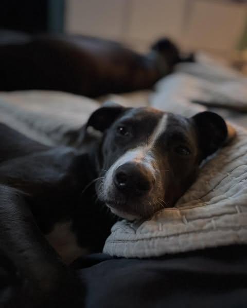 Hallie photo 5