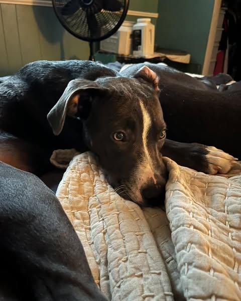 Hallie photo 6
