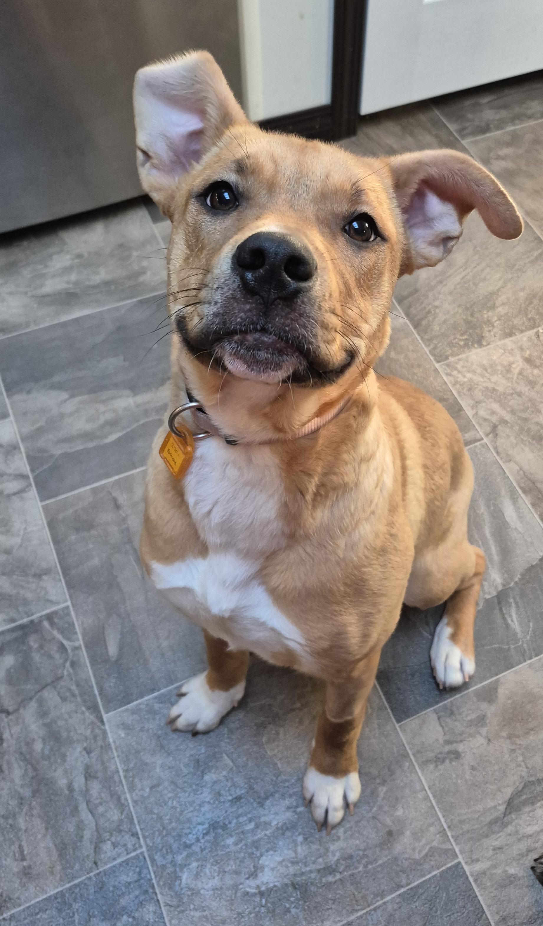 Katie, a ADOPTABLE Mixed Breed in Saskatoon, SK image 2/2