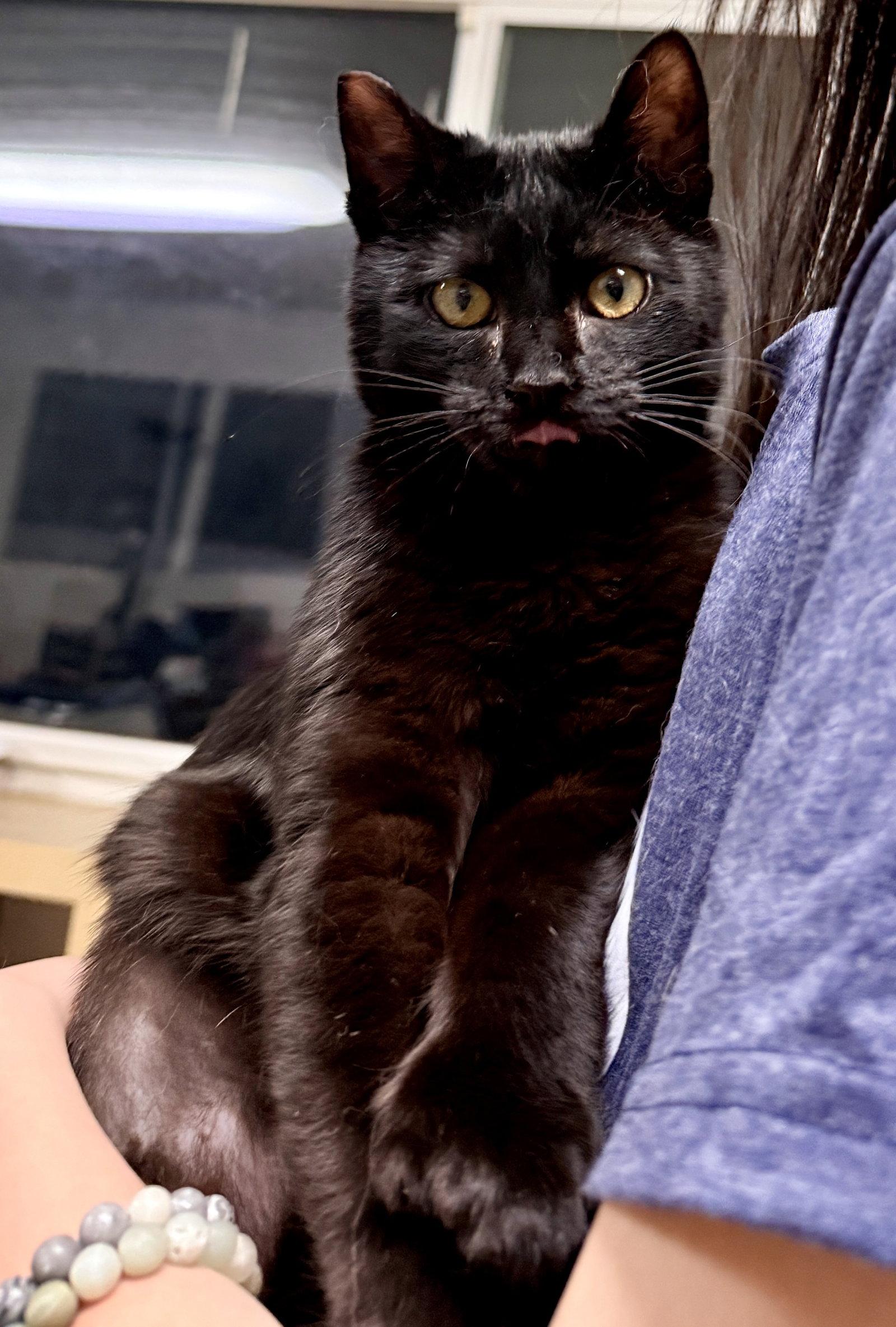 Enlarge JiJi, a Adopted Domestic Short Hair in San Jose, CA image 1/3