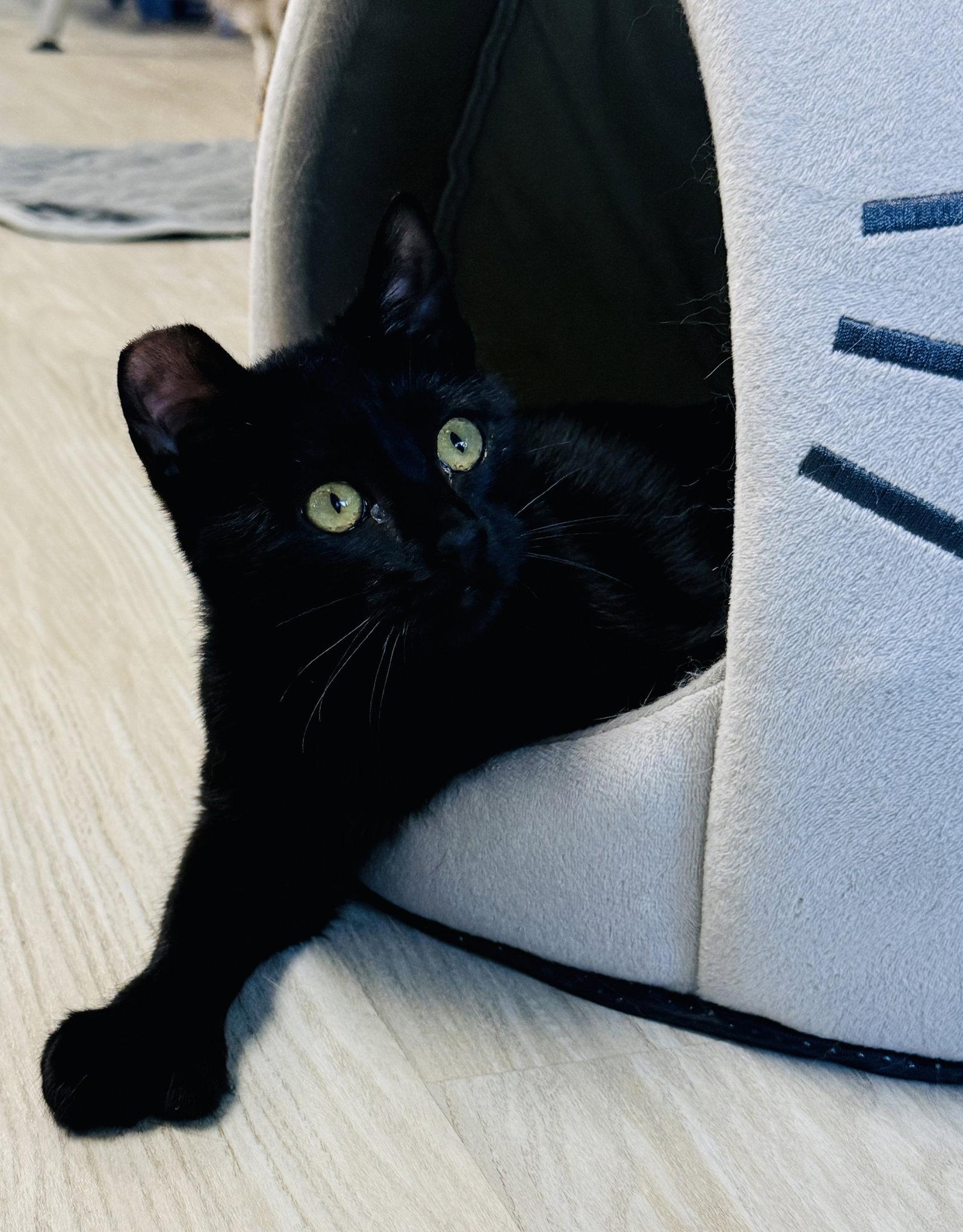 Enlarge JiJi, a Adopted Domestic Short Hair in San Jose, CA image 2/3