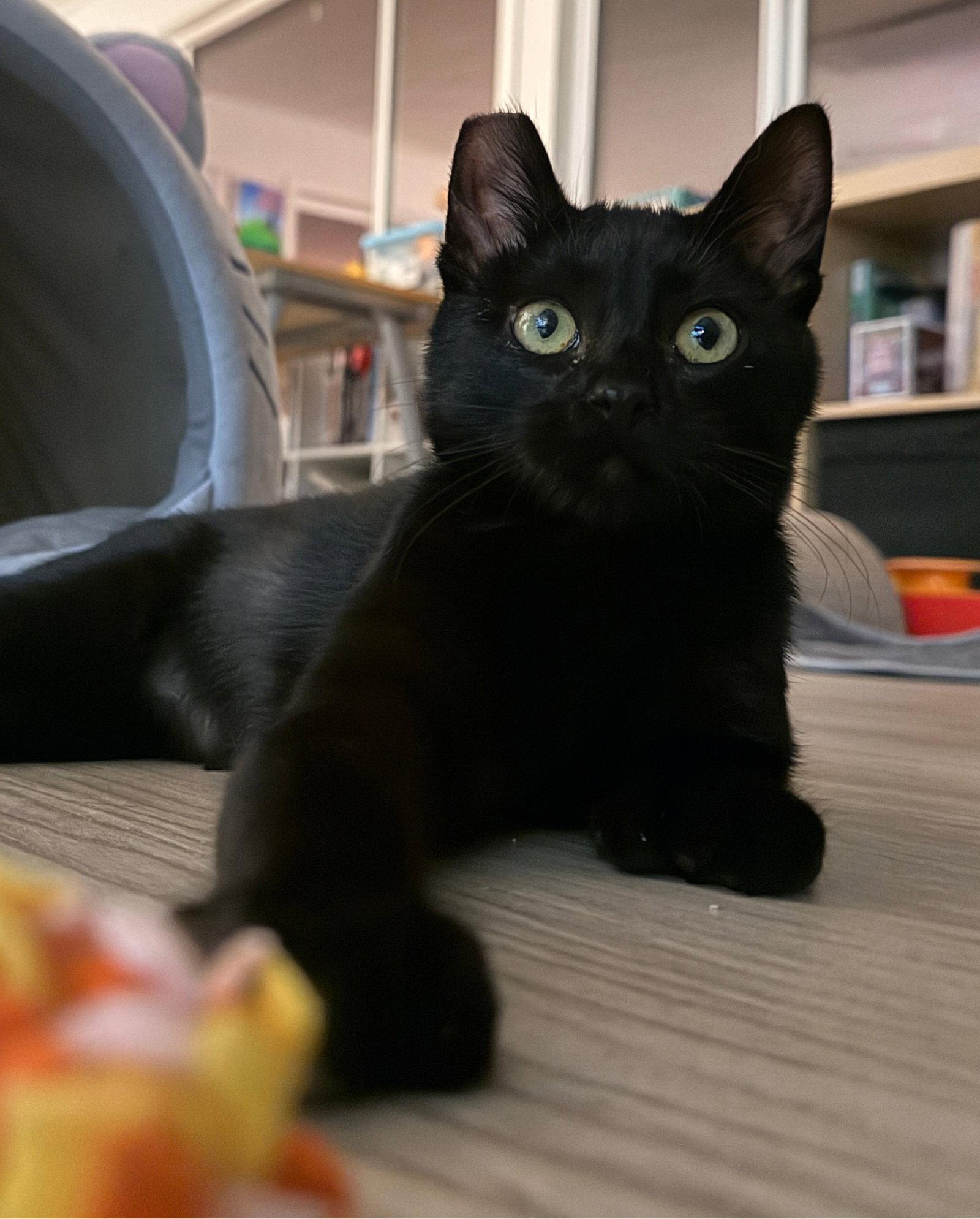 Enlarge JiJi, a Adopted Domestic Short Hair in San Jose, CA image 3/3