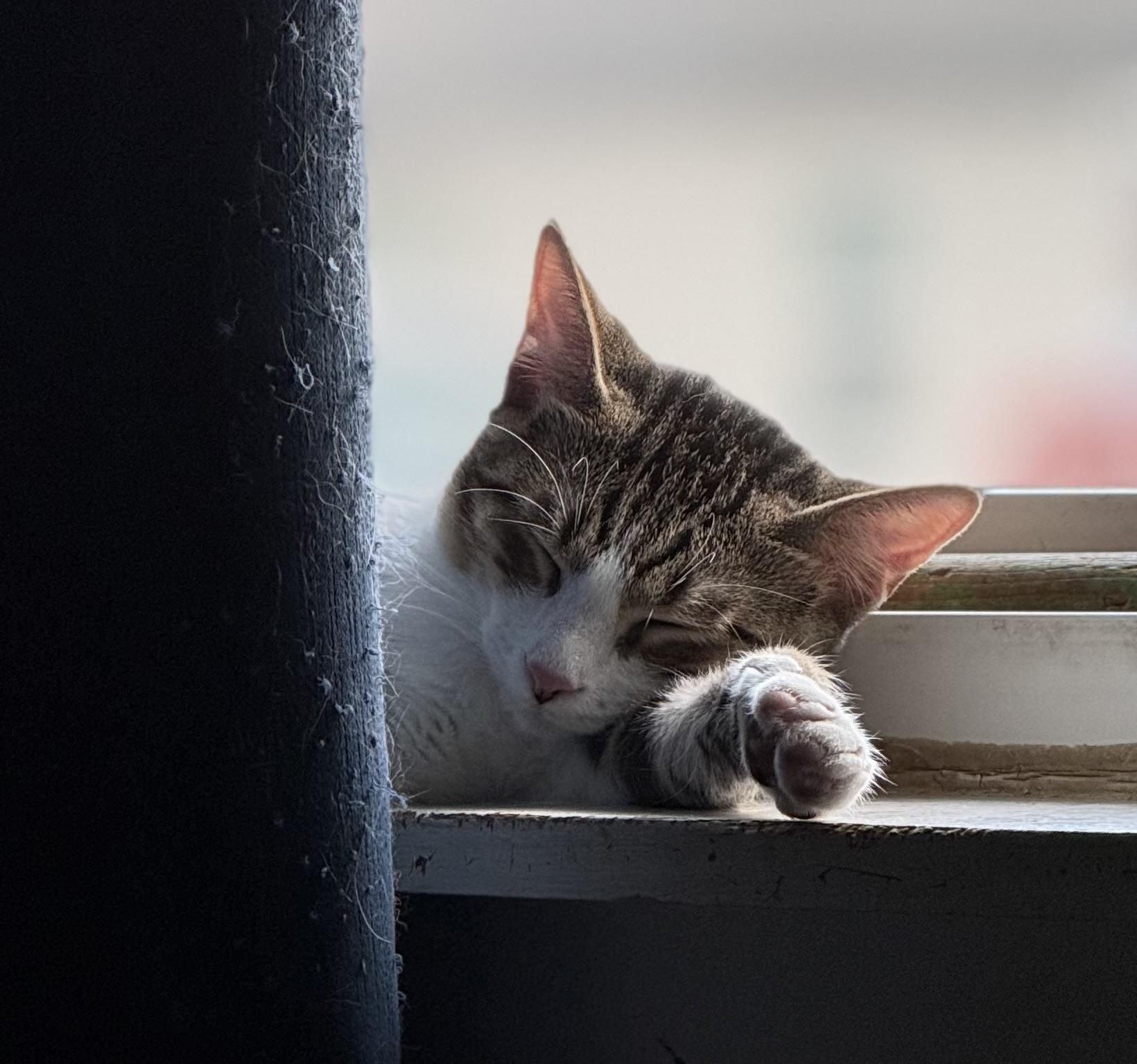 Enlarge Niles, a Adoptable mixed breed in Houston, TX image 4/4