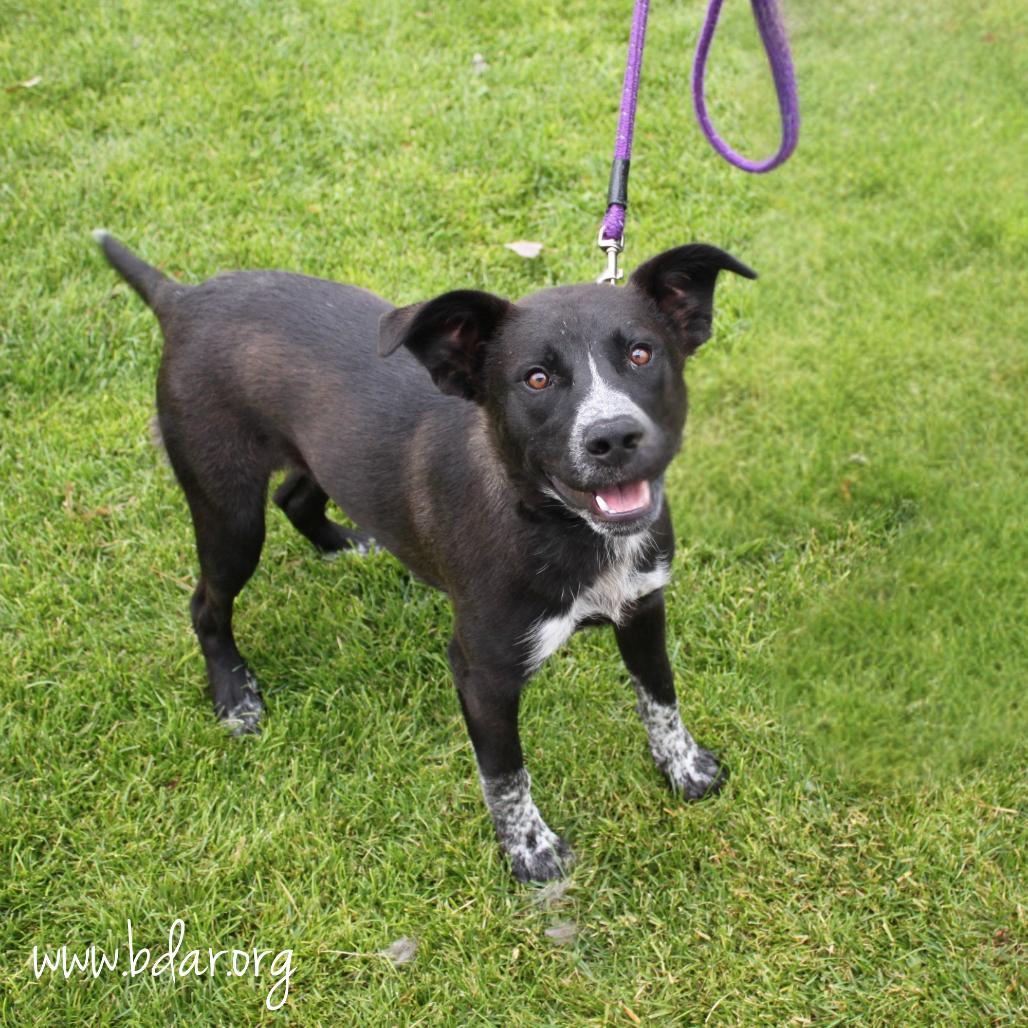 Finnick, Adoptable, Young Male Australian Cattle Dog / Blue Heeler & Mixed Breed.