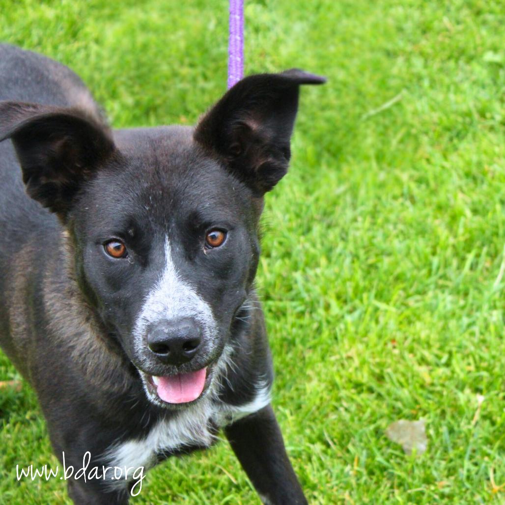 Enlarge Finnick, a Adoptable mixed breed in Cheyenne, WY image 2/5