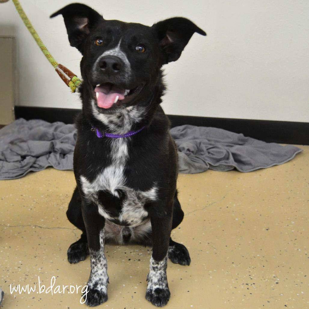 Enlarge Finnick, a Adoptable mixed breed in Cheyenne, WY image 3/5