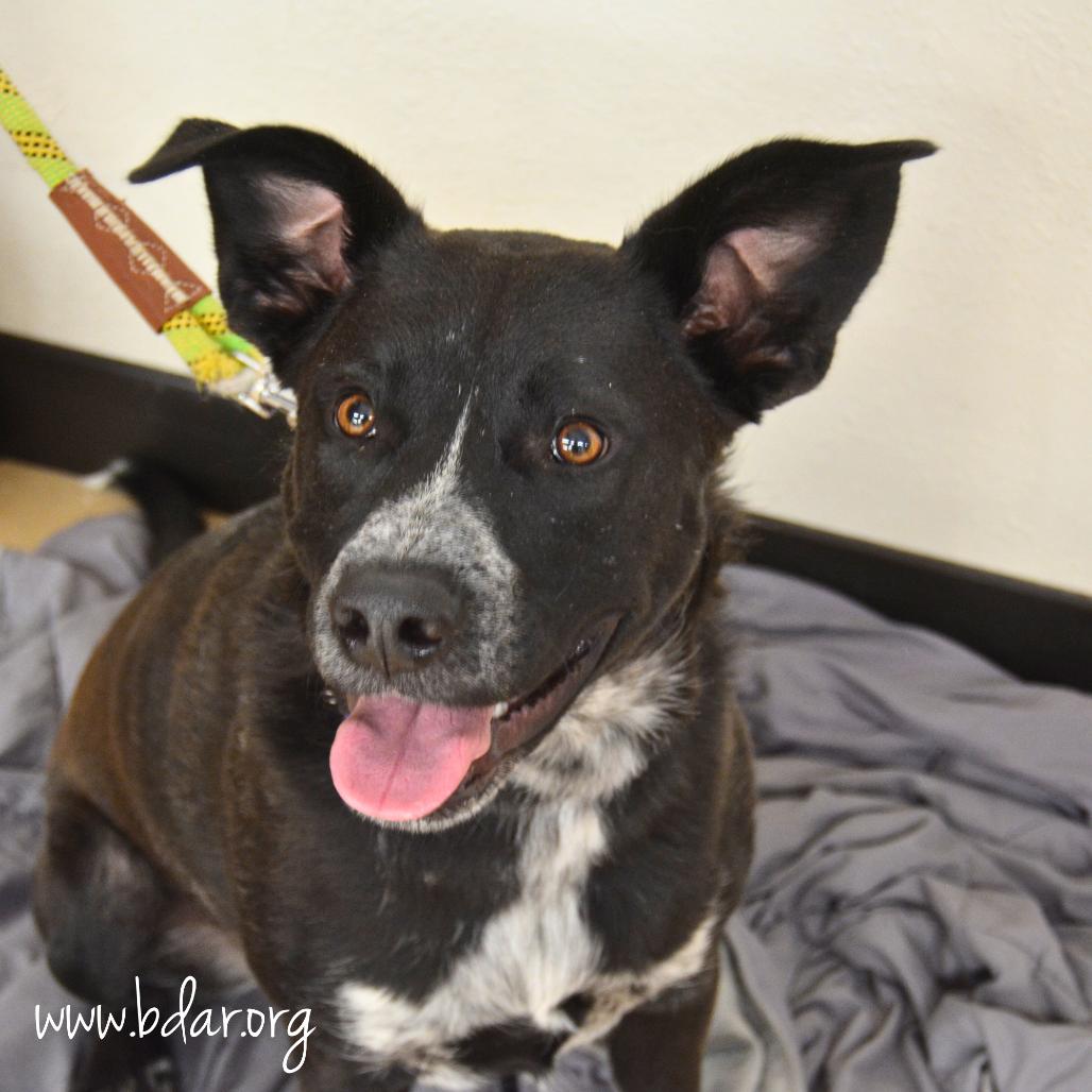 Enlarge Finnick, a Adoptable mixed breed in Cheyenne, WY image 4/5