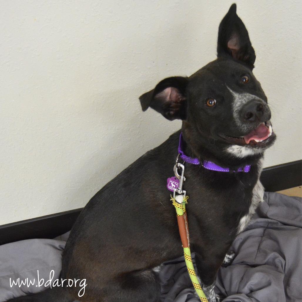 Enlarge Finnick, a Adoptable mixed breed in Cheyenne, WY image 5/5