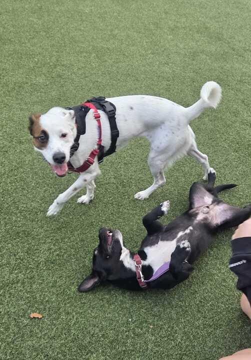 Enlarge Hawthorn, a Adoptable mixed breed in New Orleans, LA image 1/6
