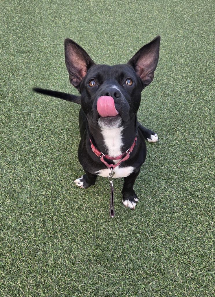 Enlarge Hawthorn, a Adoptable mixed breed in New Orleans, LA image 2/6