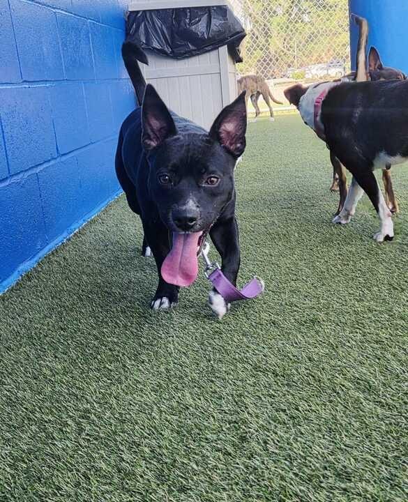 Enlarge Hawthorn, a Adoptable mixed breed in New Orleans, LA image 3/6