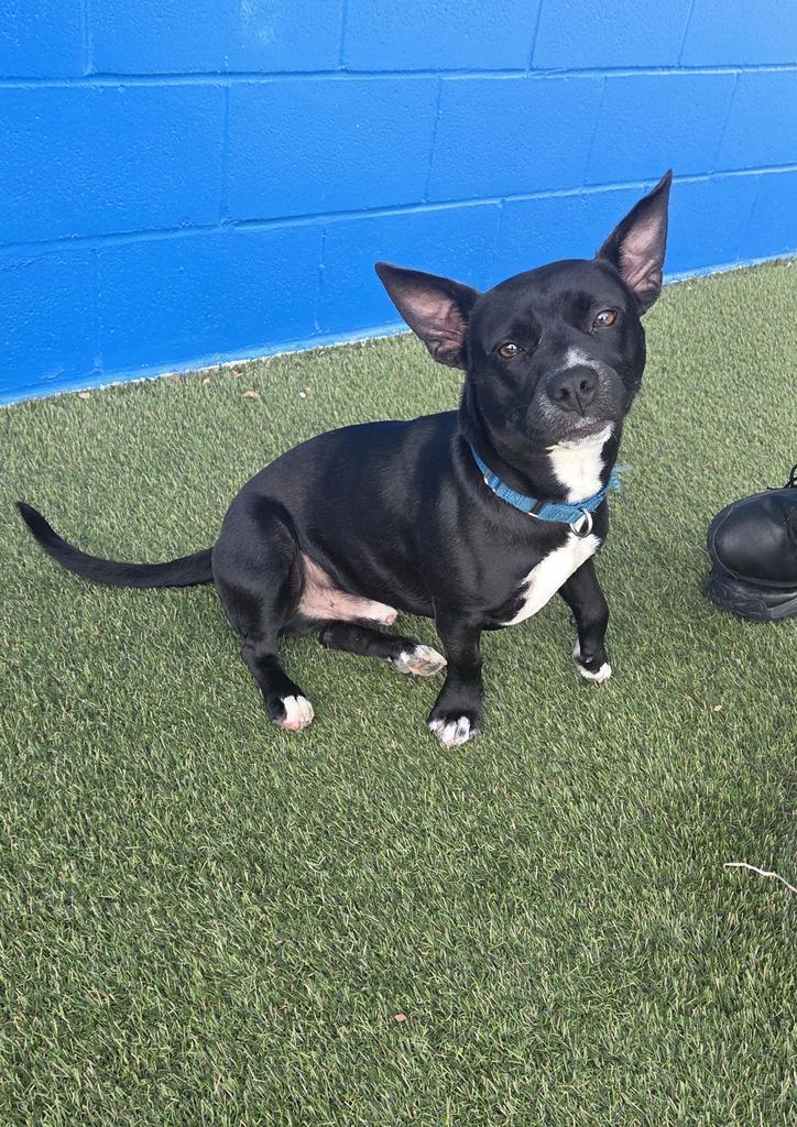 Enlarge Hawthorn, a Adoptable mixed breed in New Orleans, LA image 4/6