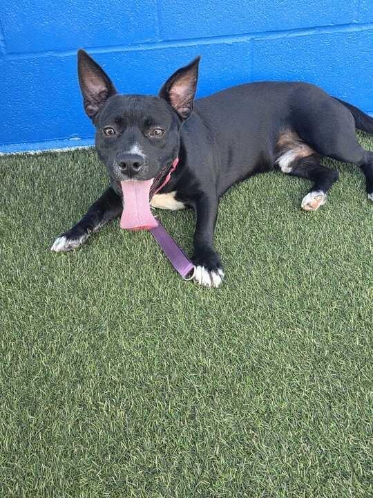 Enlarge Hawthorn, a Adoptable mixed breed in New Orleans, LA image 5/6