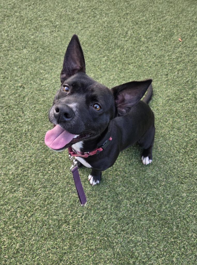 Enlarge Hawthorn, a Adoptable mixed breed in New Orleans, LA image 6/6