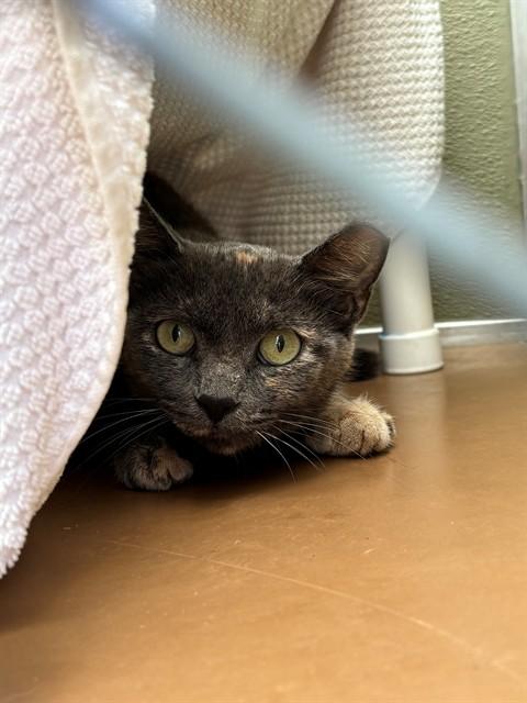 Enlarge QUEEN, a Adoptable Domestic Short Hair in Leesburg, VA image 1/1