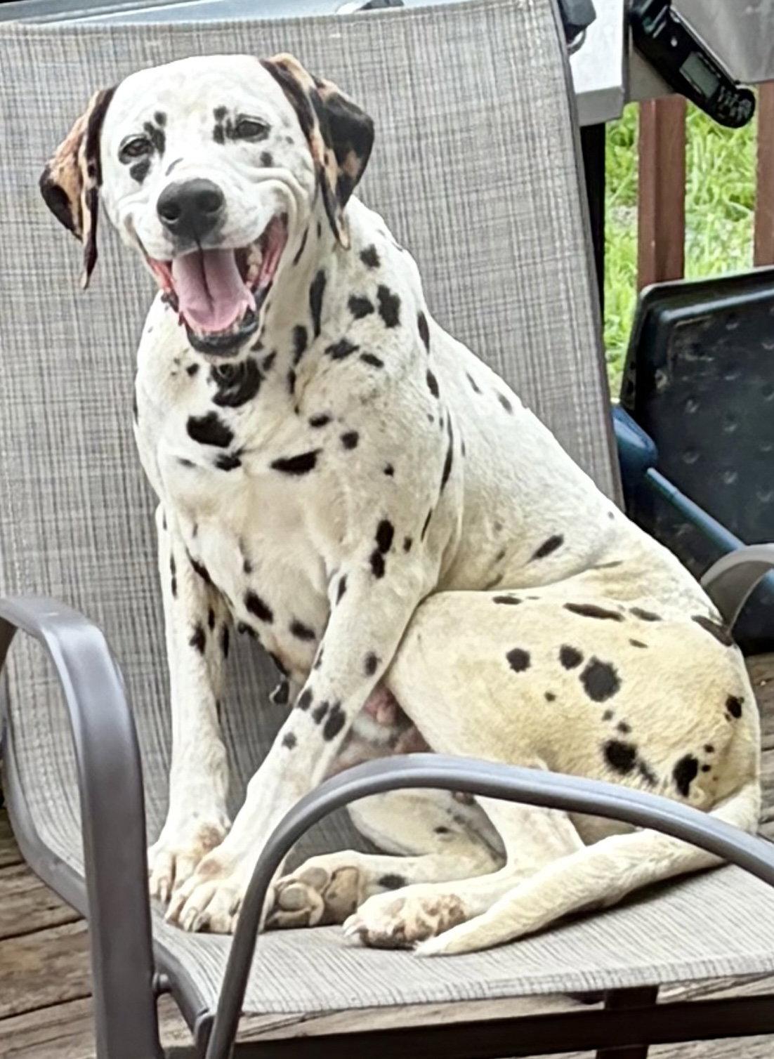Dolly, a Adoptable Dalmatian in Tonawanda, NY image 1/3