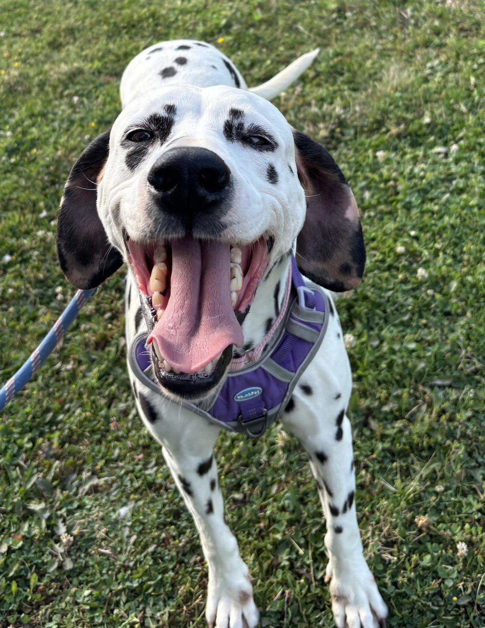 Dolly, a Adoptable Dalmatian in Tonawanda, NY image 2/3