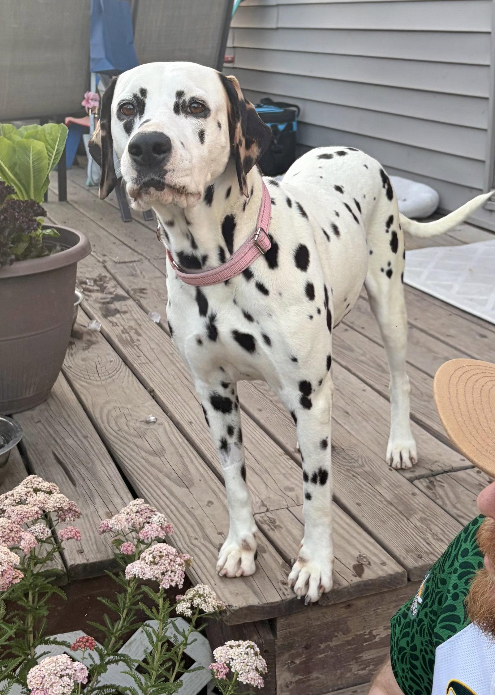 Dolly, a Adoptable Dalmatian in Tonawanda, NY image 3/3