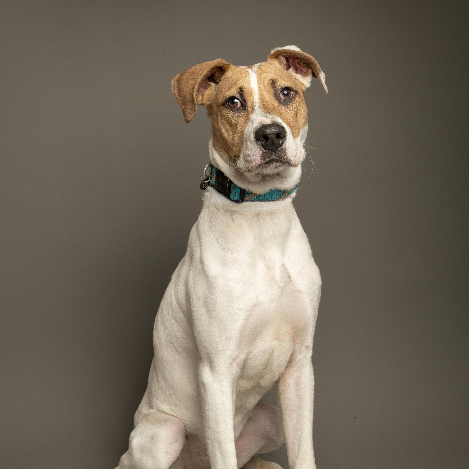 Enlarge Nyxtyn, a Adoptable Anatolian Shepherd in Richardson, TX image 1/1
