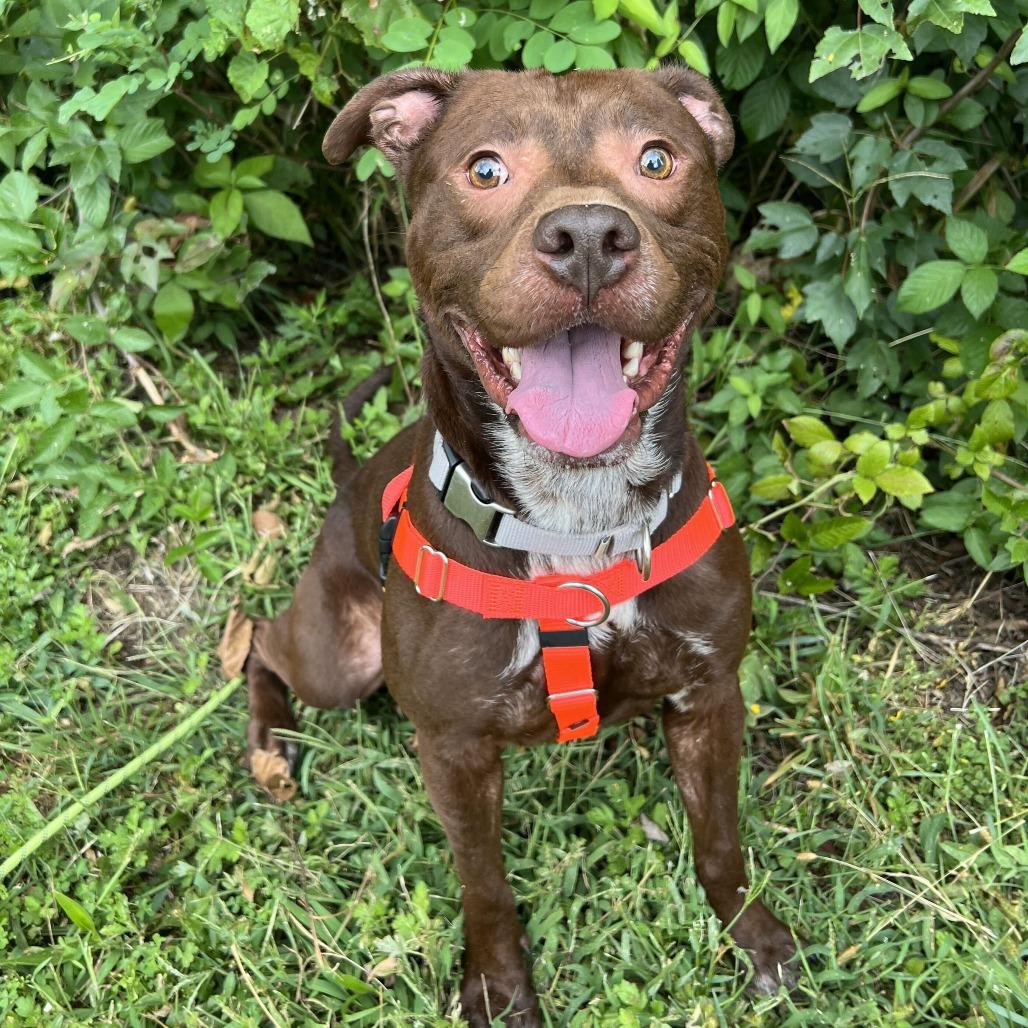 Ruckus, Adoptable, Young Male Pit Bull Terrier.