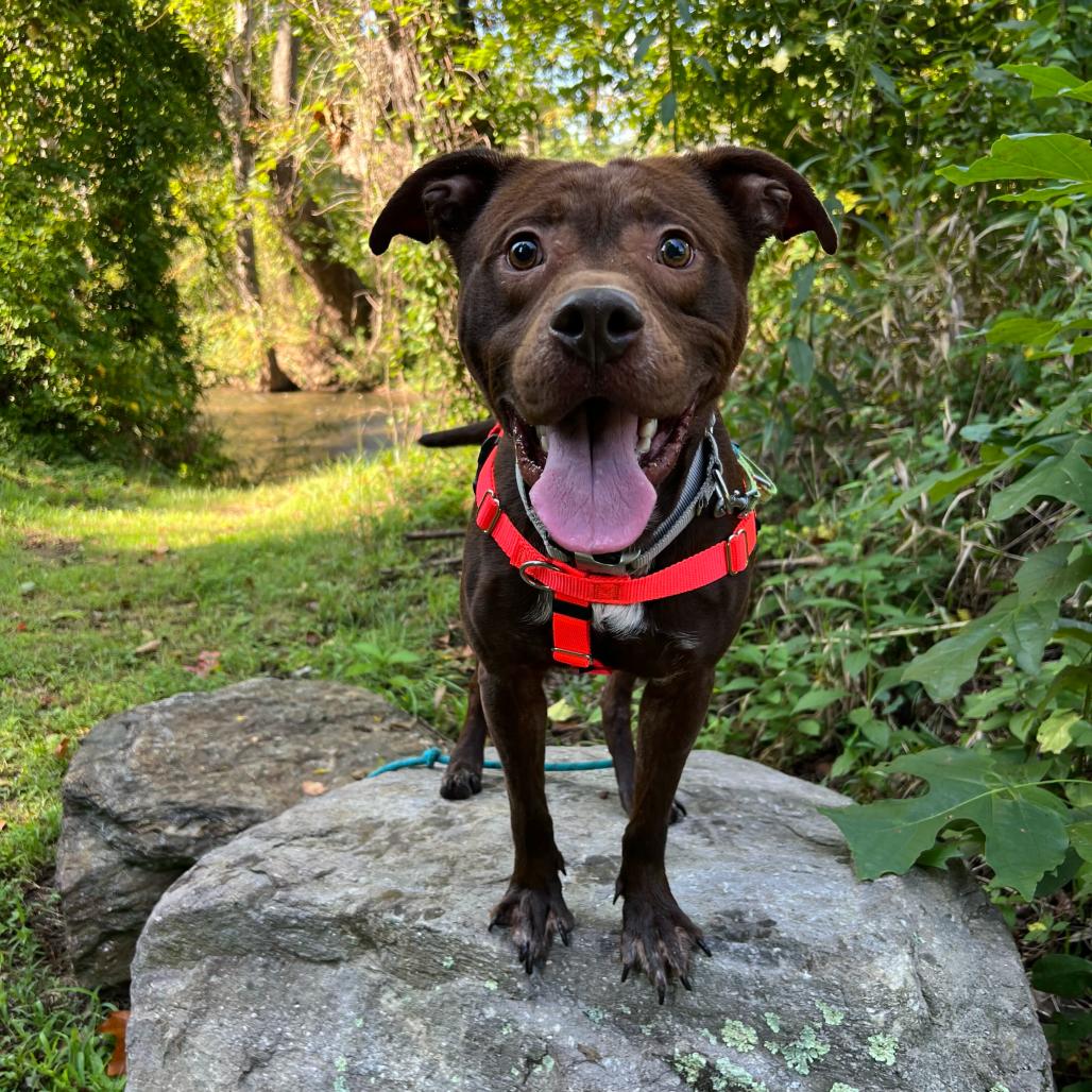 Enlarge Ruckus, a Adoptable Pit Bull Terrier in Waynesville, NC image 2/6