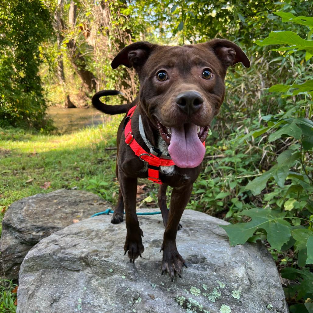 Enlarge Ruckus, a Adoptable Pit Bull Terrier in Waynesville, NC image 3/6
