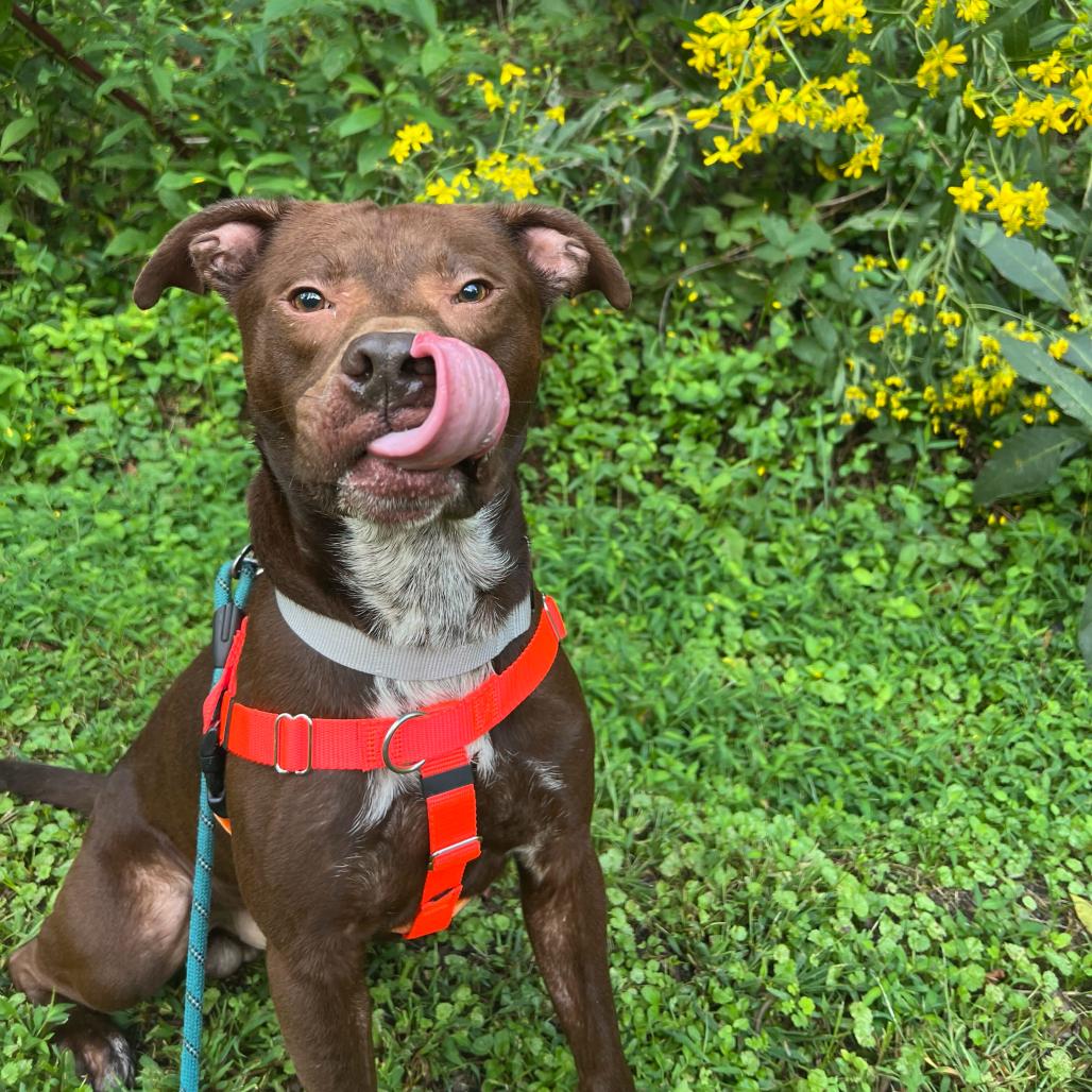 Enlarge Ruckus, a Adoptable Pit Bull Terrier in Waynesville, NC image 4/6