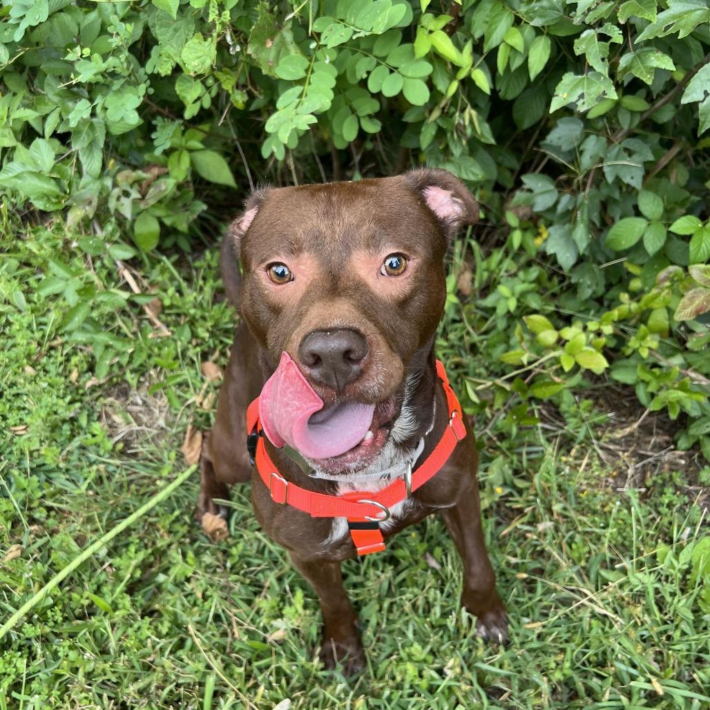 Enlarge Ruckus, a Adoptable Pit Bull Terrier in Waynesville, NC image 5/6