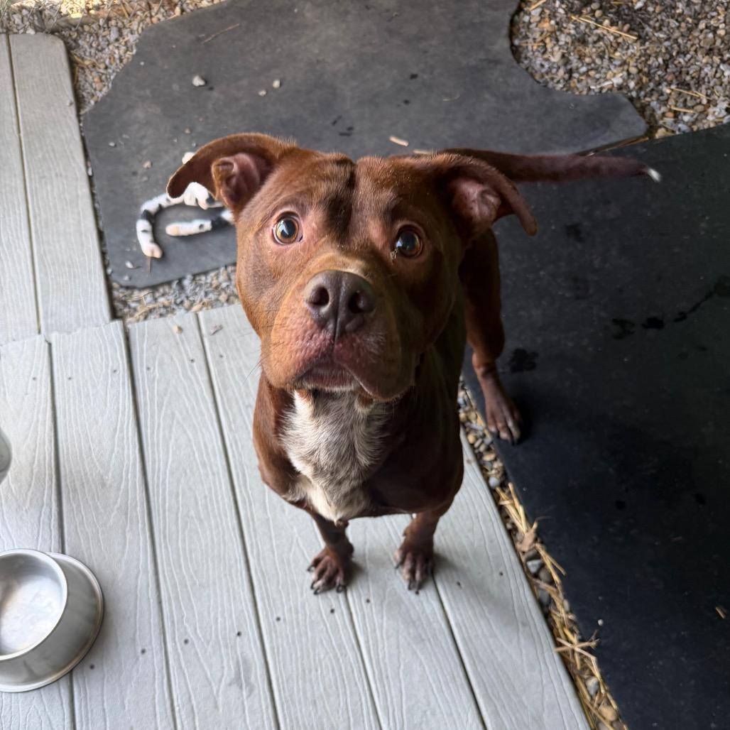 Enlarge Ruckus, a Adoptable Pit Bull Terrier in Waynesville, NC image 6/6