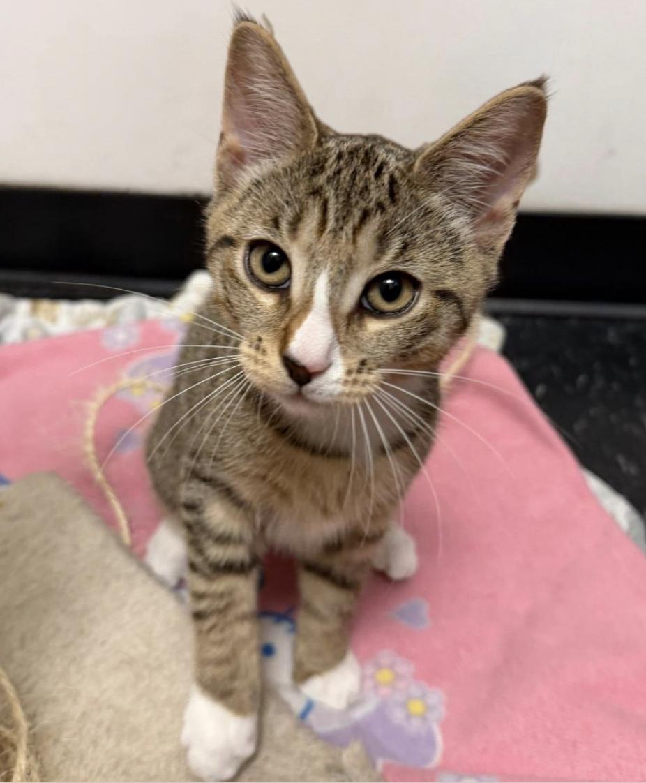 Mont Blanc, adopted, Kitten Male Domestic Short Hair.