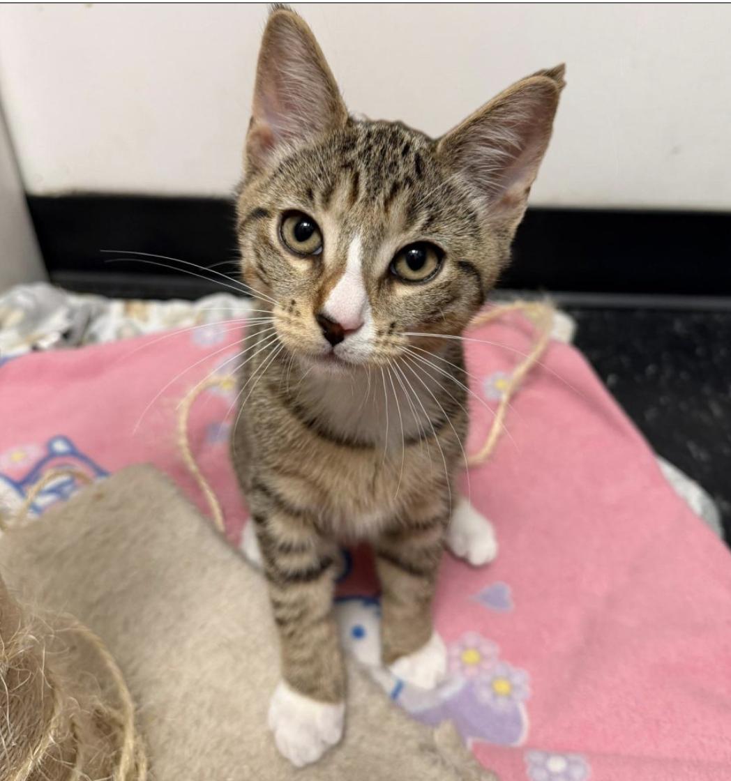 Mont Blanc, an adopted Domestic Short Hair in Brooklyn, NY image 2/2