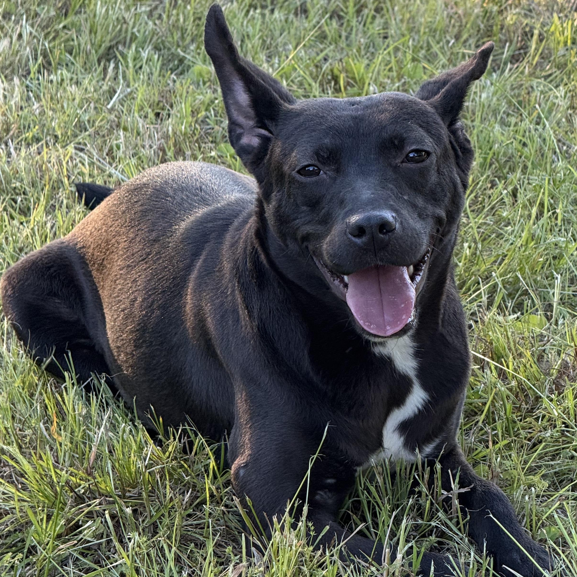 Hayley, a Adoptable mixed breed in Moorestown, NJ image 2/6