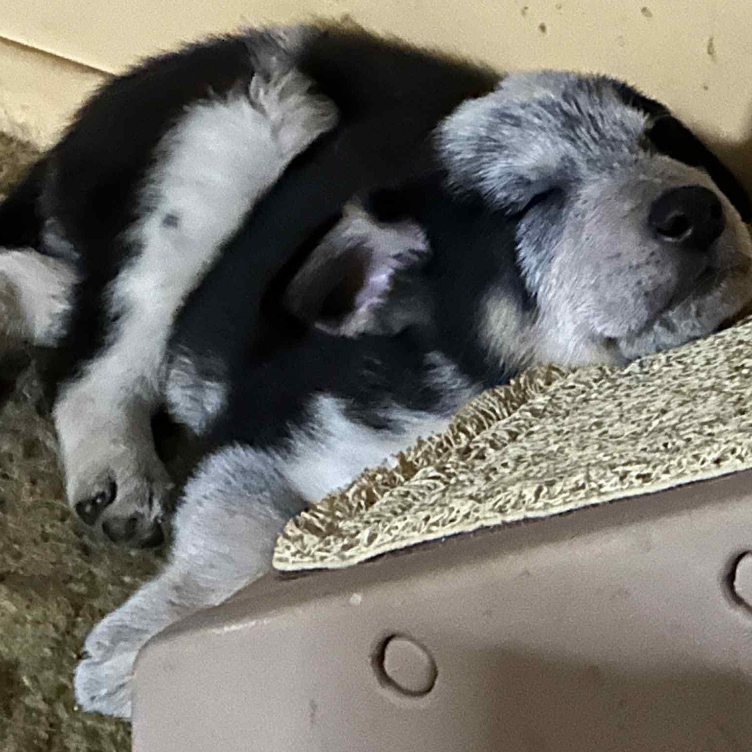 Twix's Shepherdy Litter