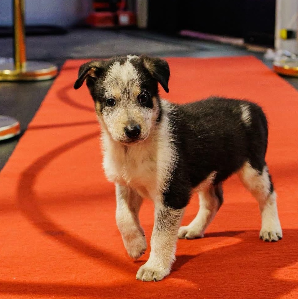 Twix's Shepherdy Litter