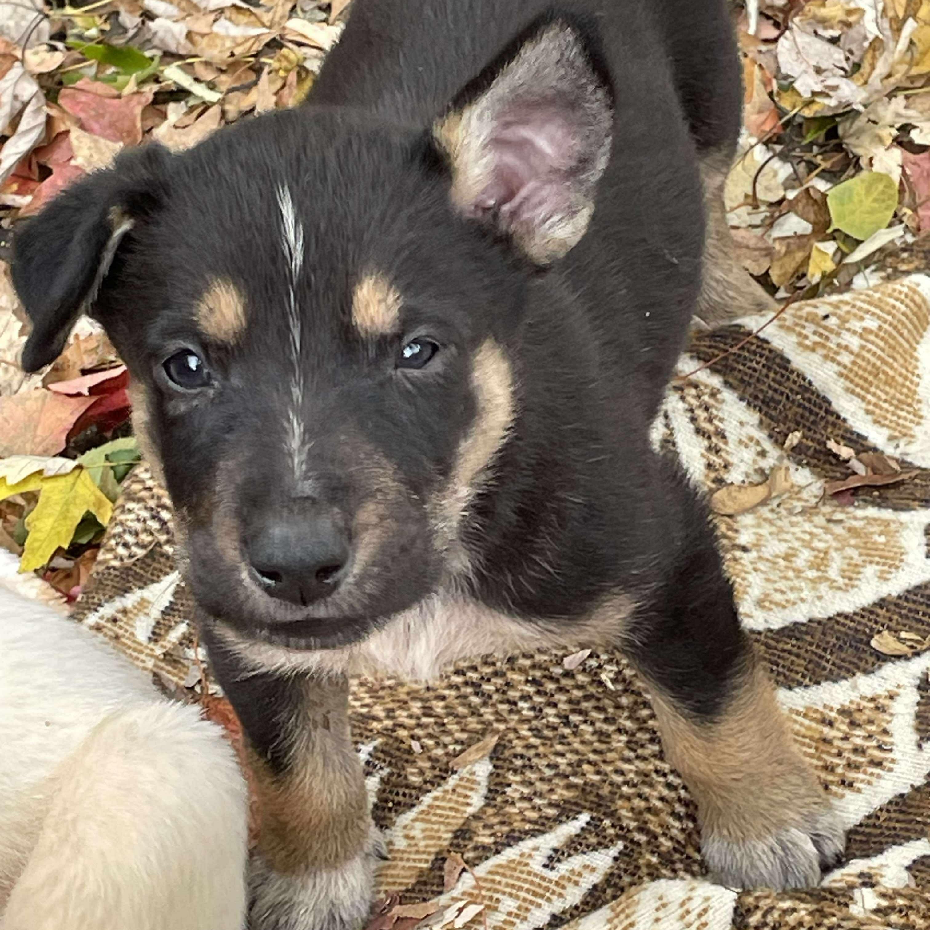 Twix's Shepherdy Litter