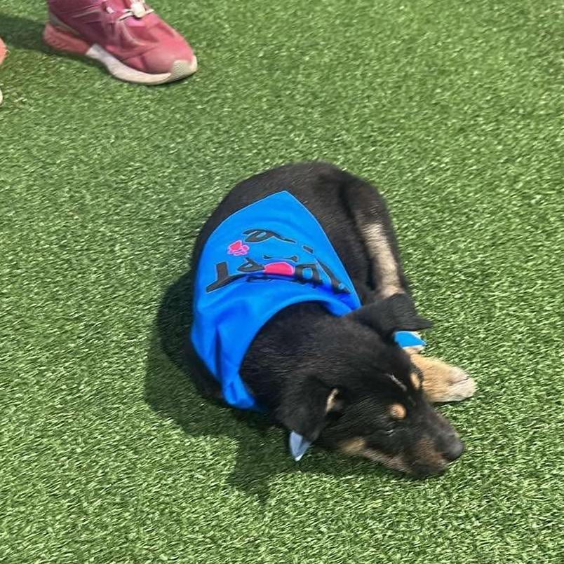 Twix's Shepherdy Litter