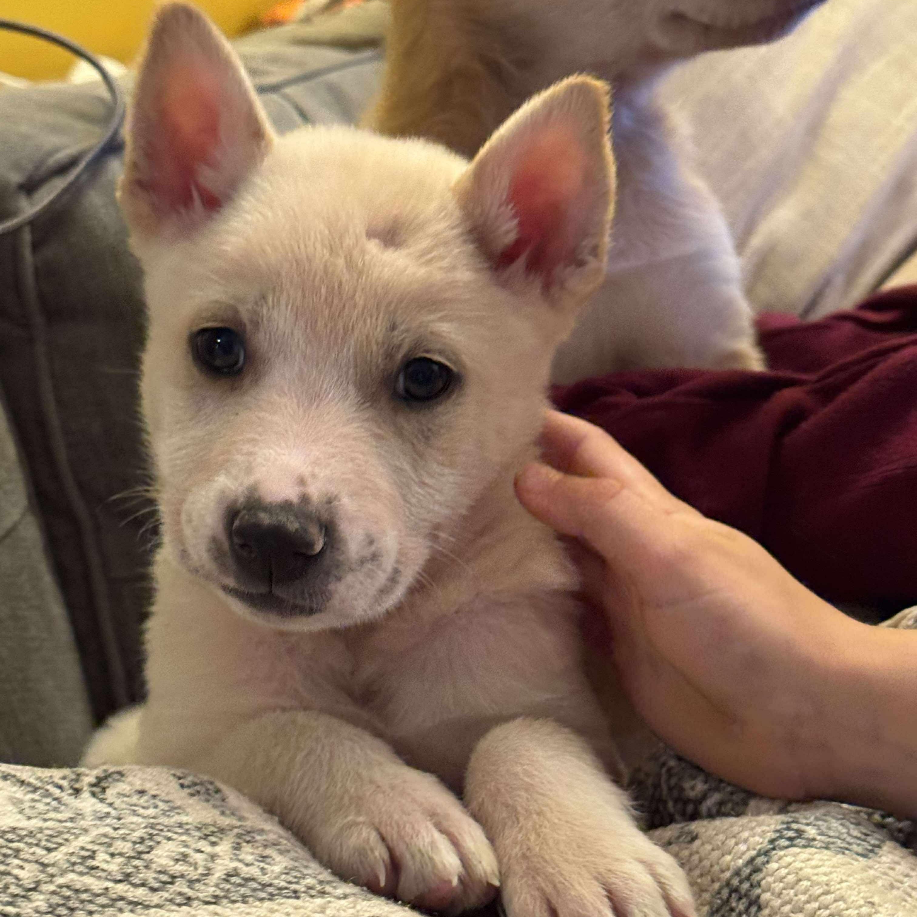 Twix's Shepherdy Litter