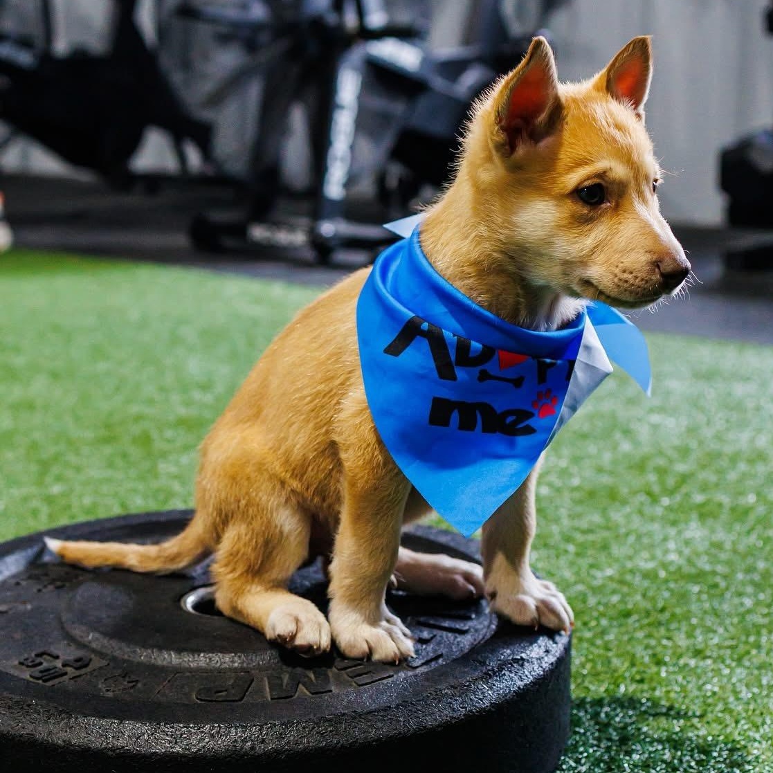 Twix's Shepherdy Litter