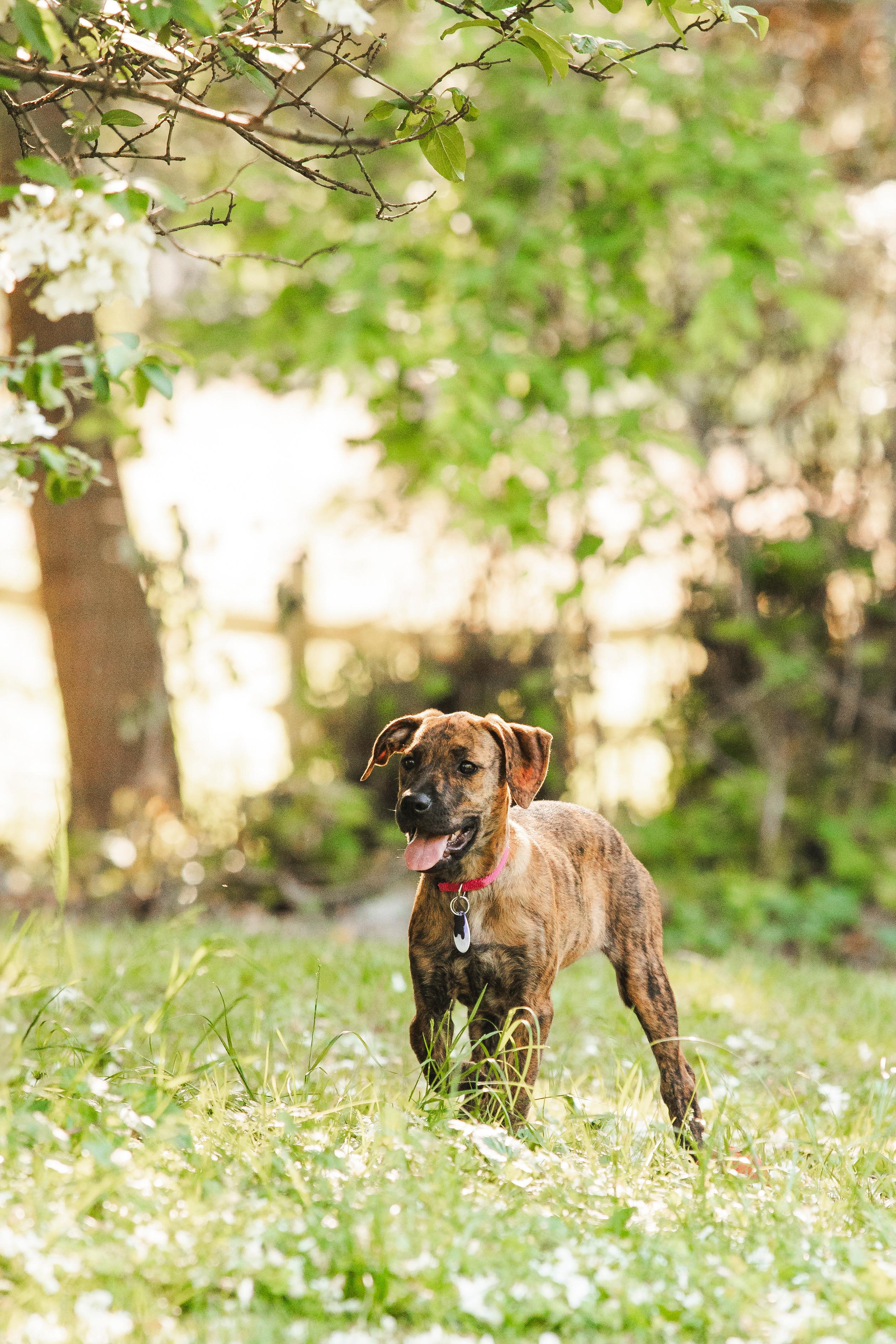 Ellie, a ADOPTABLE mixed breed in Columbia, MD image 5/6