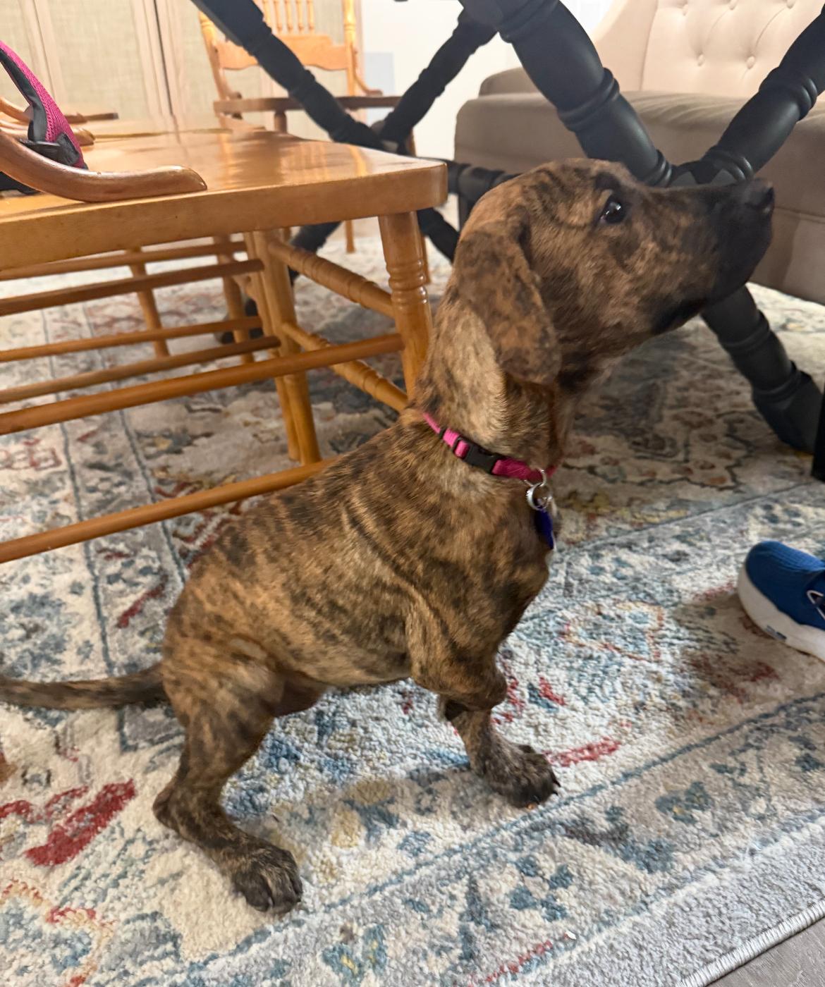 Ellie, a ADOPTABLE mixed breed in Columbia, MD image 6/6