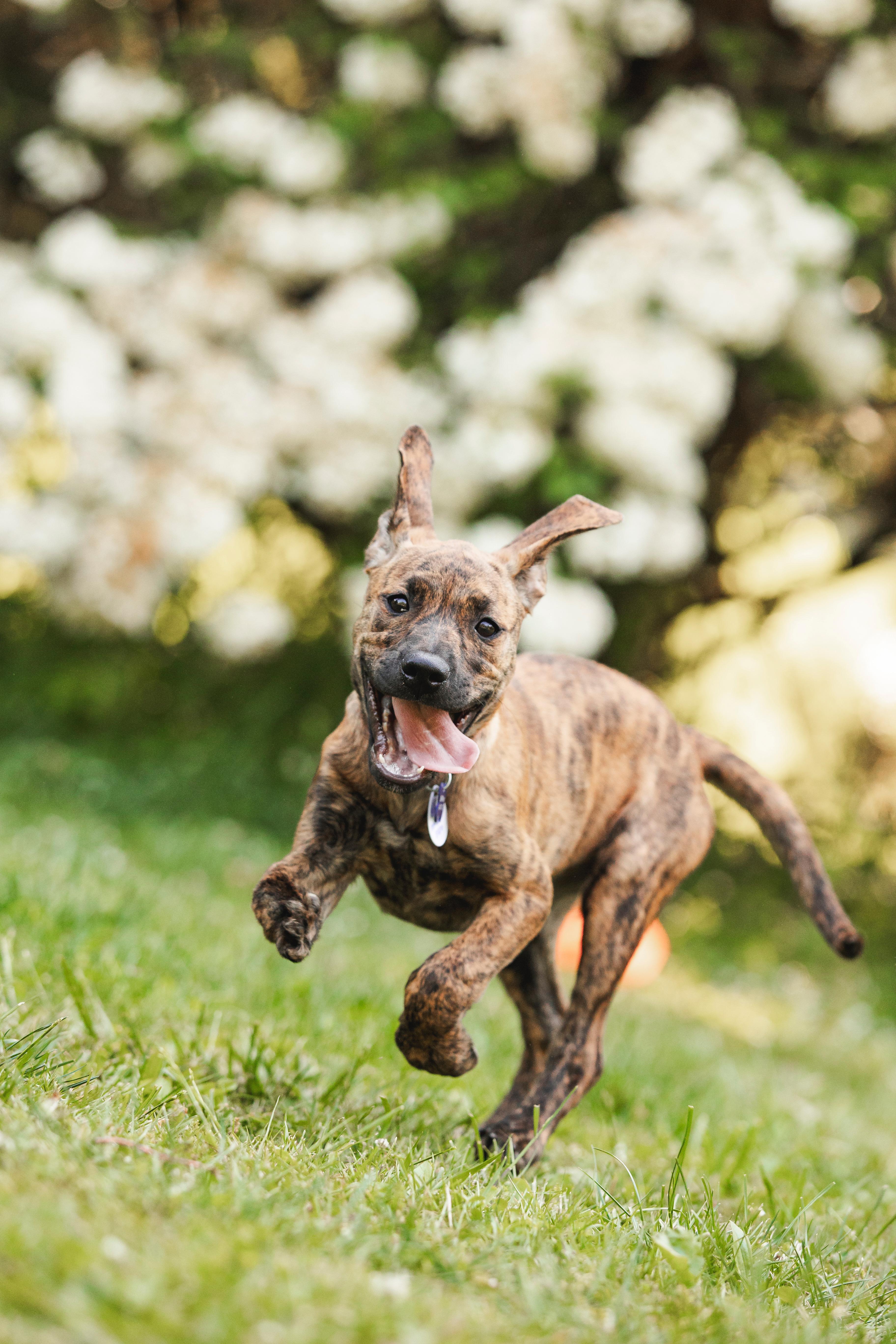 Ellie, a ADOPTABLE mixed breed in Columbia, MD image 3/6