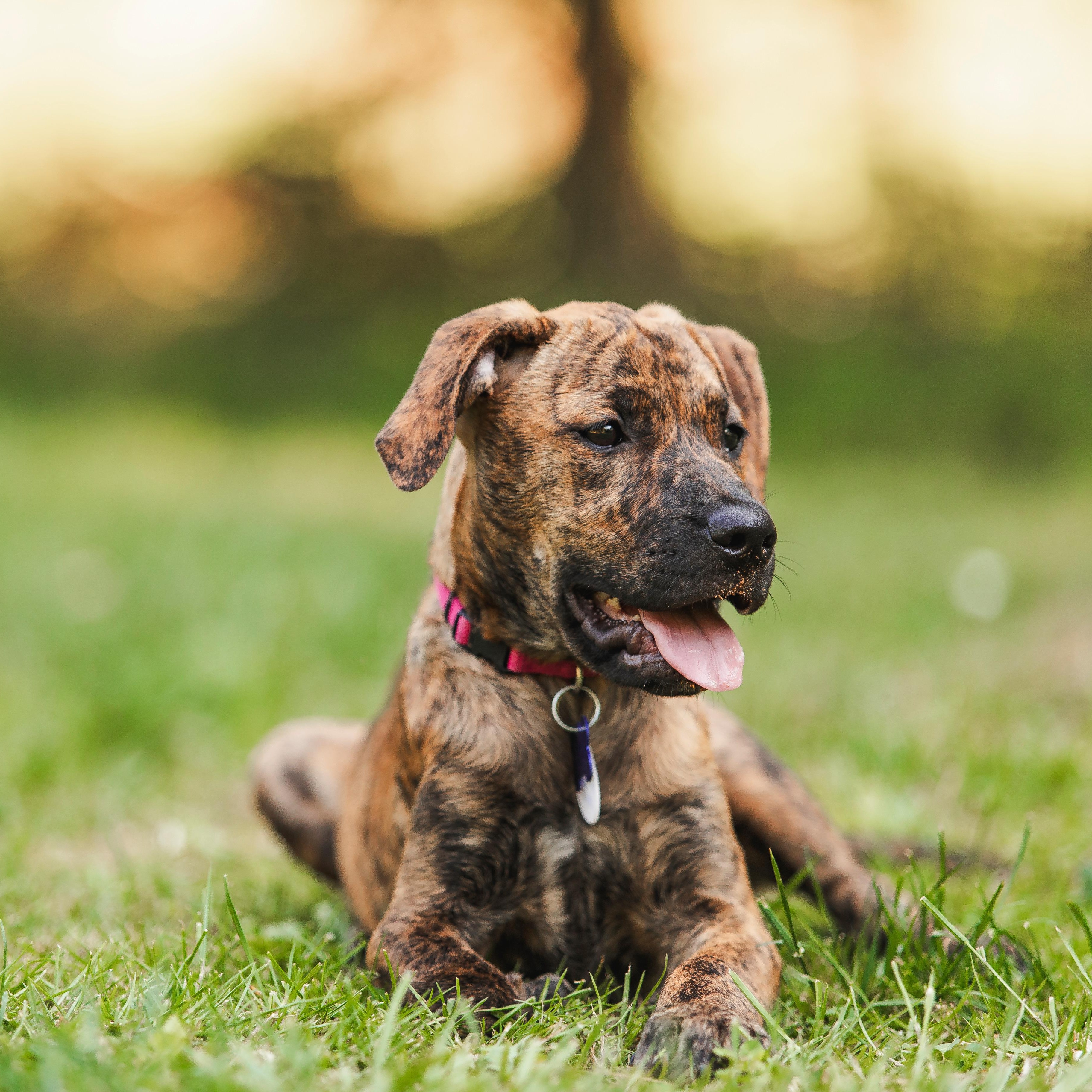Ellie, a ADOPTABLE mixed breed in Columbia, MD image 1/6