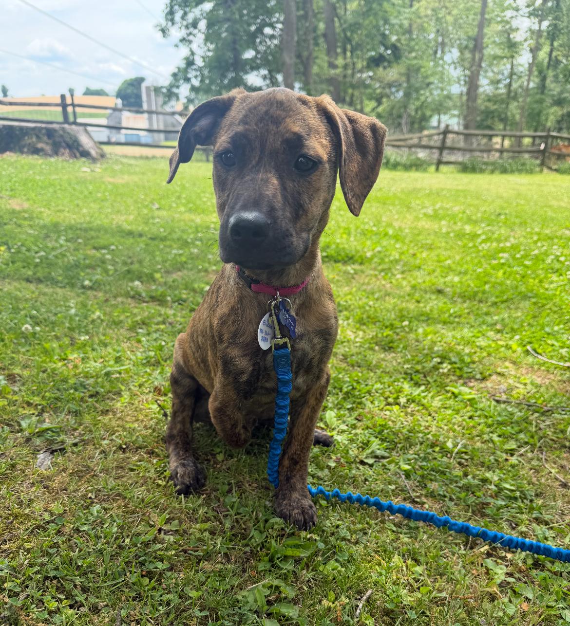Ellie, a ADOPTABLE mixed breed in Columbia, MD image 2/6