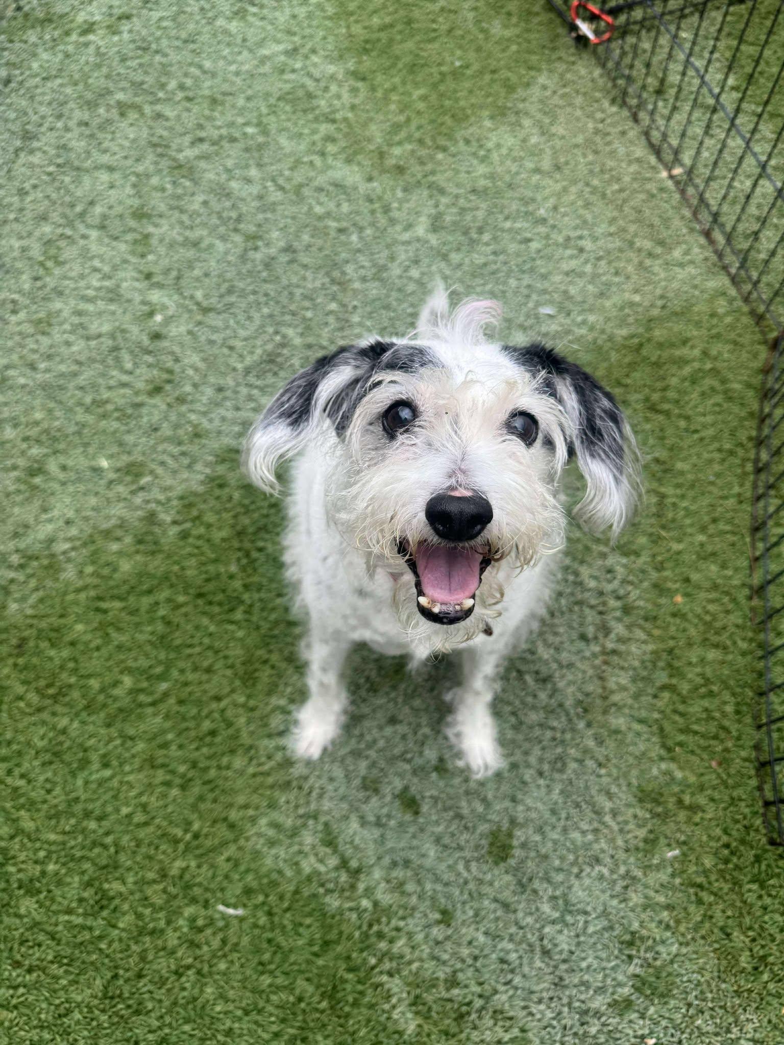 Enlarge Jesse, a Adopted Terrier in Phoenix, AZ image 1/3