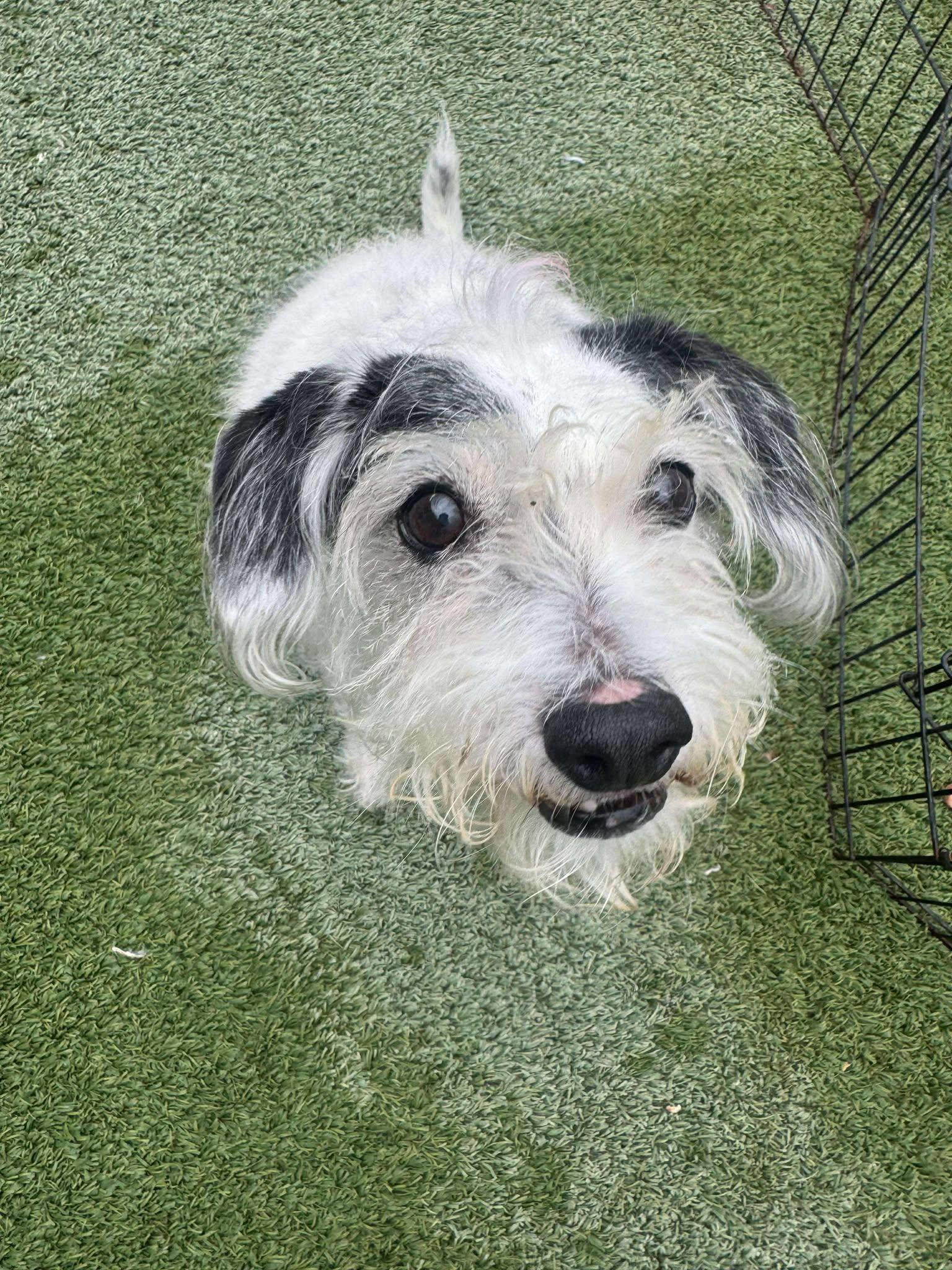 Enlarge Jesse, a Adopted Terrier in Phoenix, AZ image 2/3