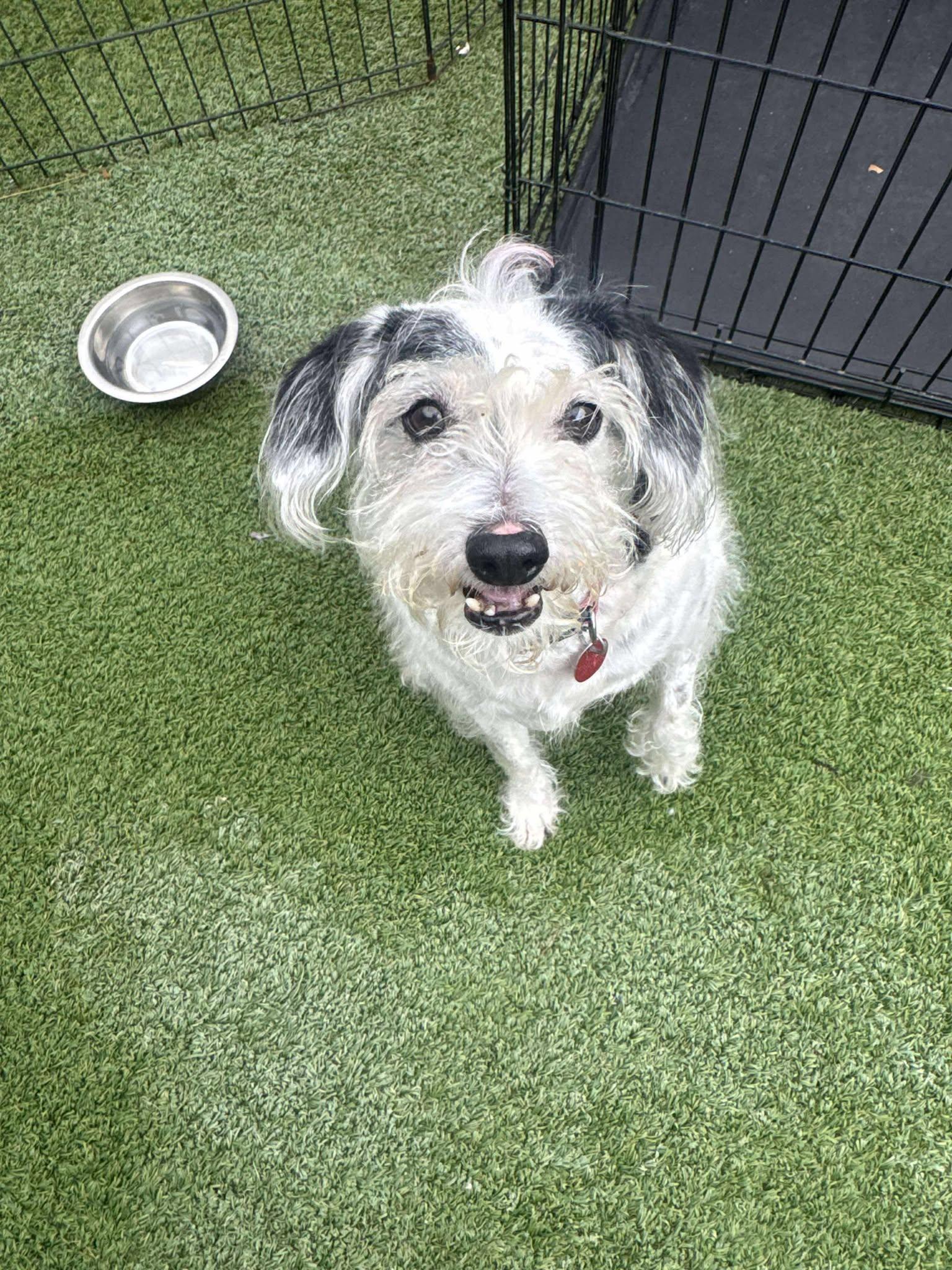 Enlarge Jesse, a Adopted Terrier in Phoenix, AZ image 3/3