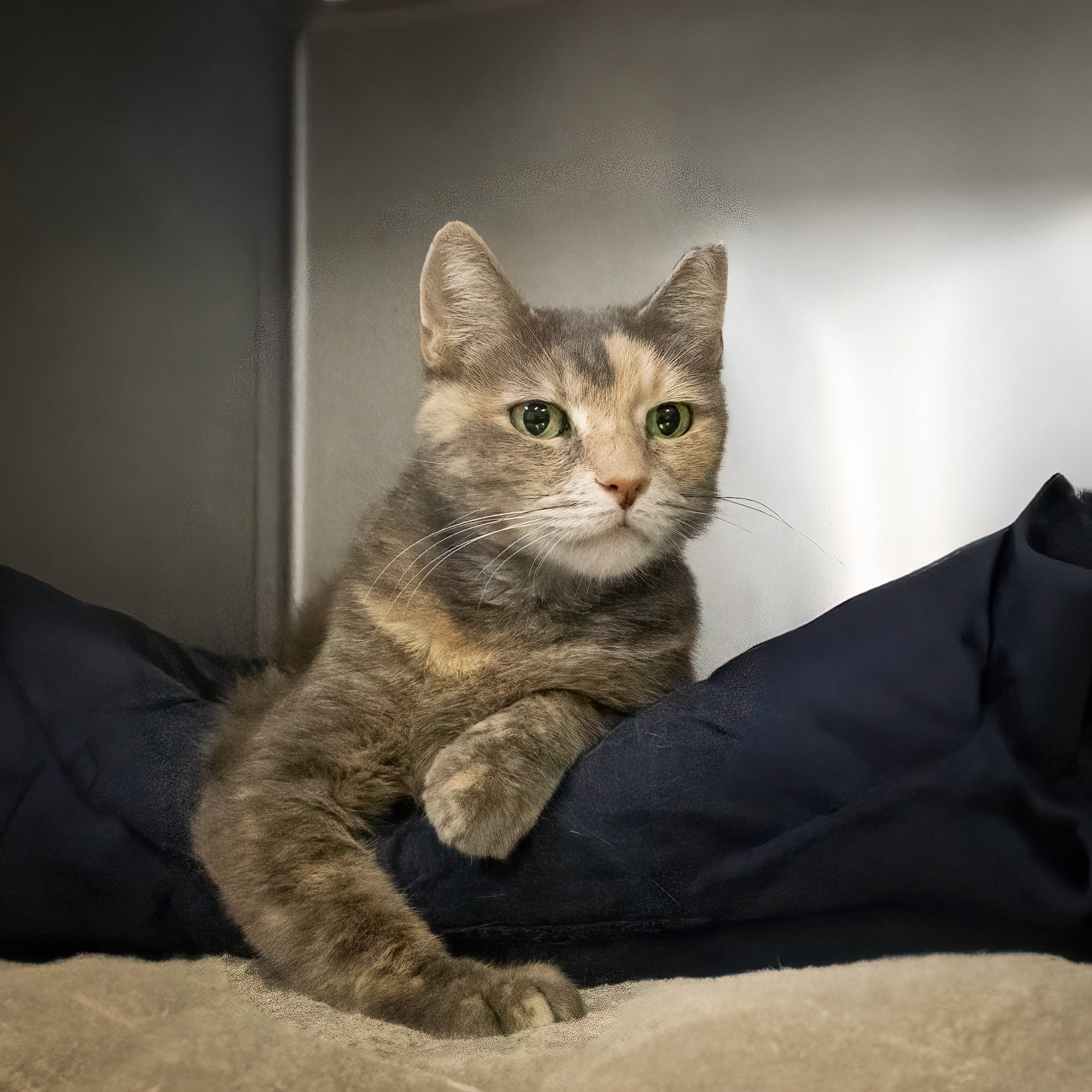 Enlarge Stella, a Adoptable Domestic Short Hair in Lago Vista, TX image 2/2