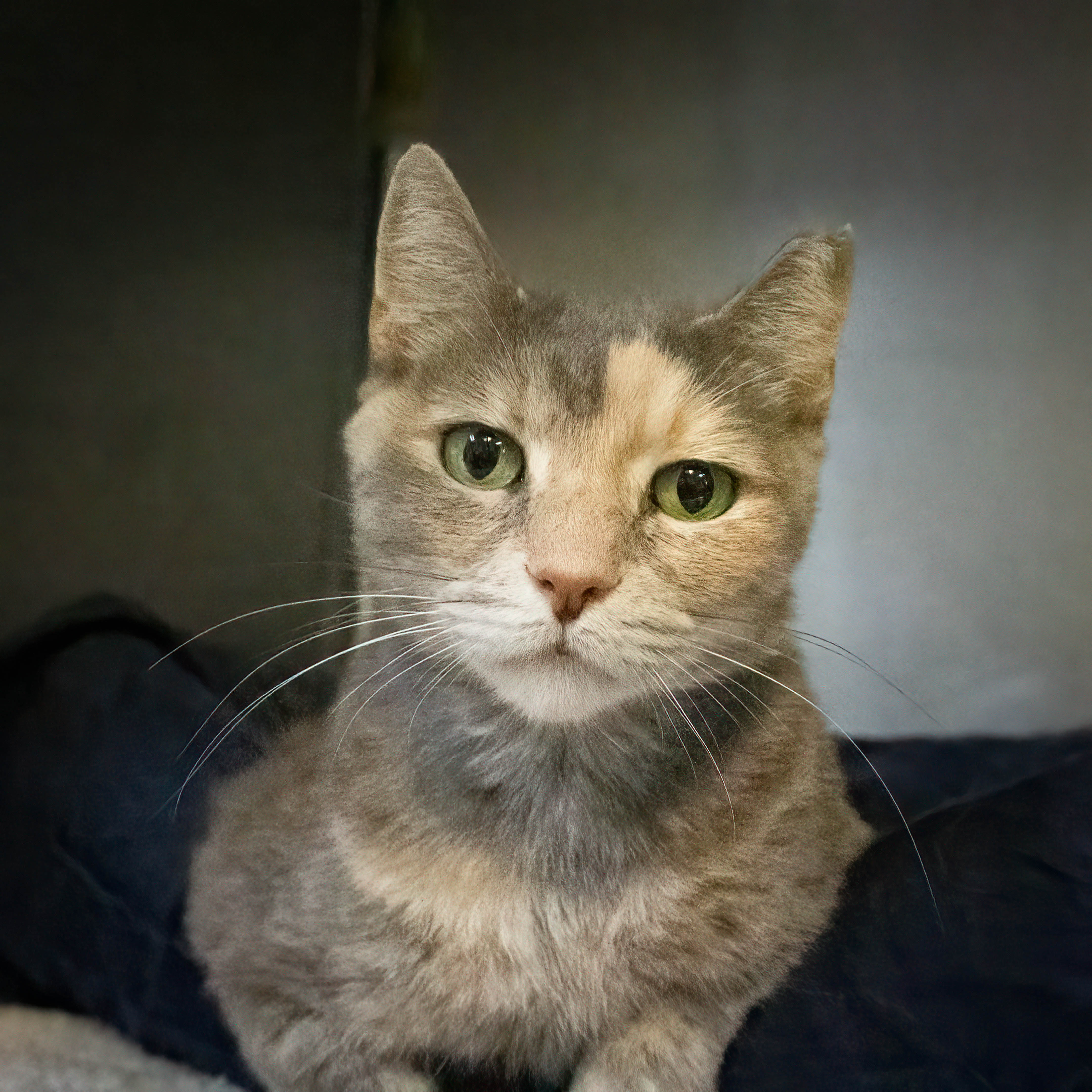 Enlarge Stella, a Adoptable Domestic Short Hair in Lago Vista, TX image 1/2
