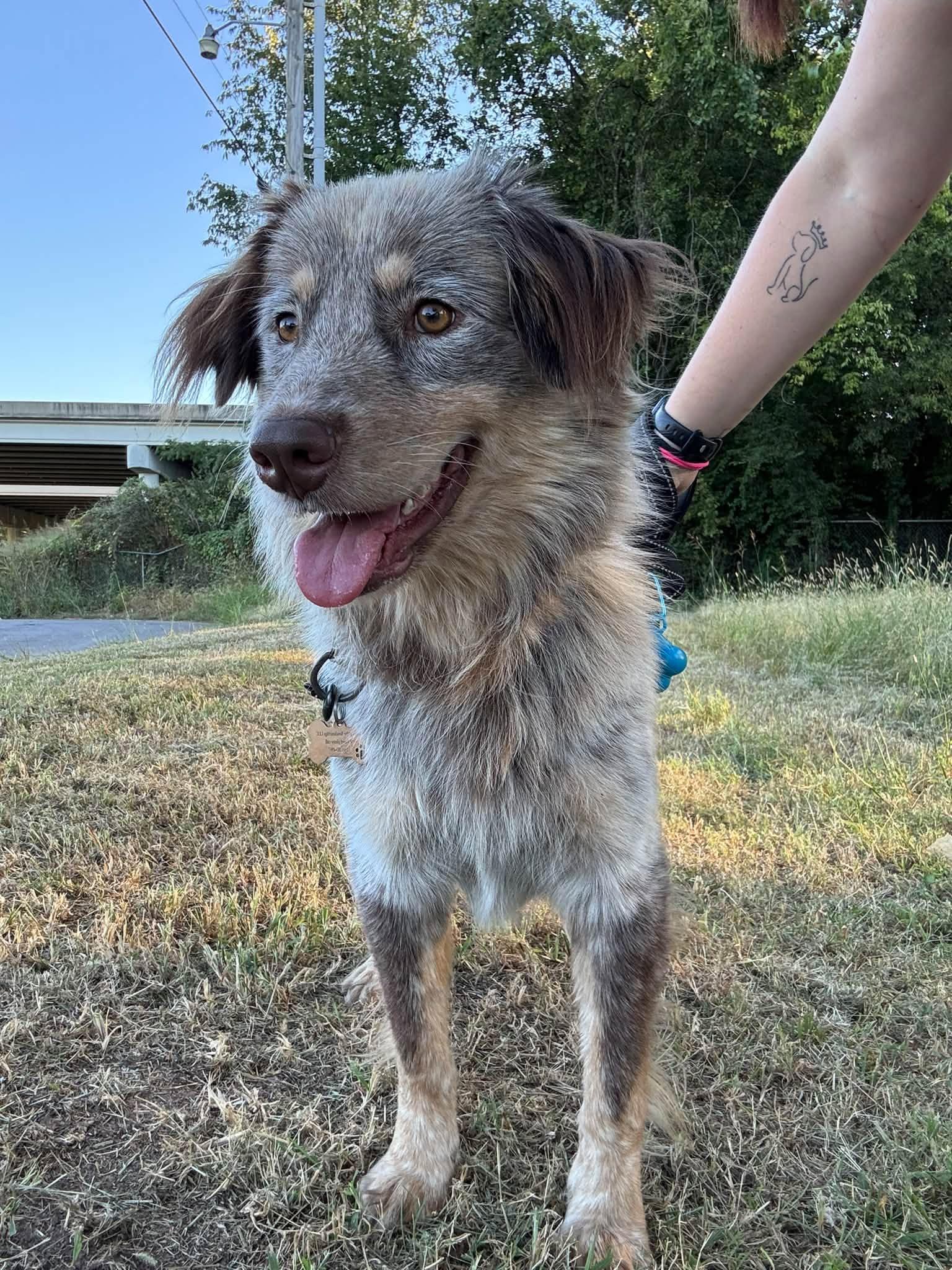 Enlarge Alf, a Adopted mixed breed in Huntsville, AL image 2/3