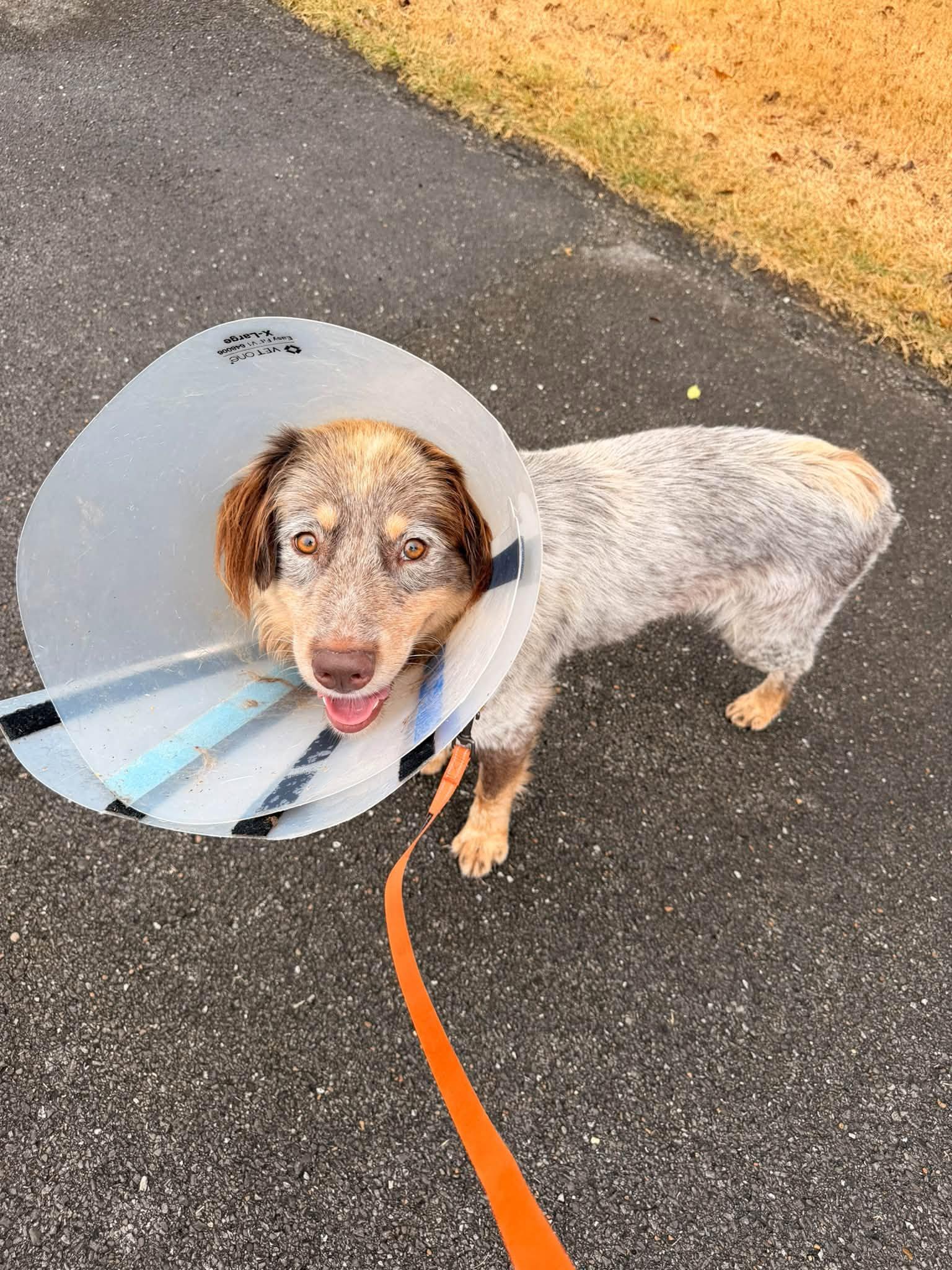 Enlarge Alf, a Adopted mixed breed in Huntsville, AL image 3/3